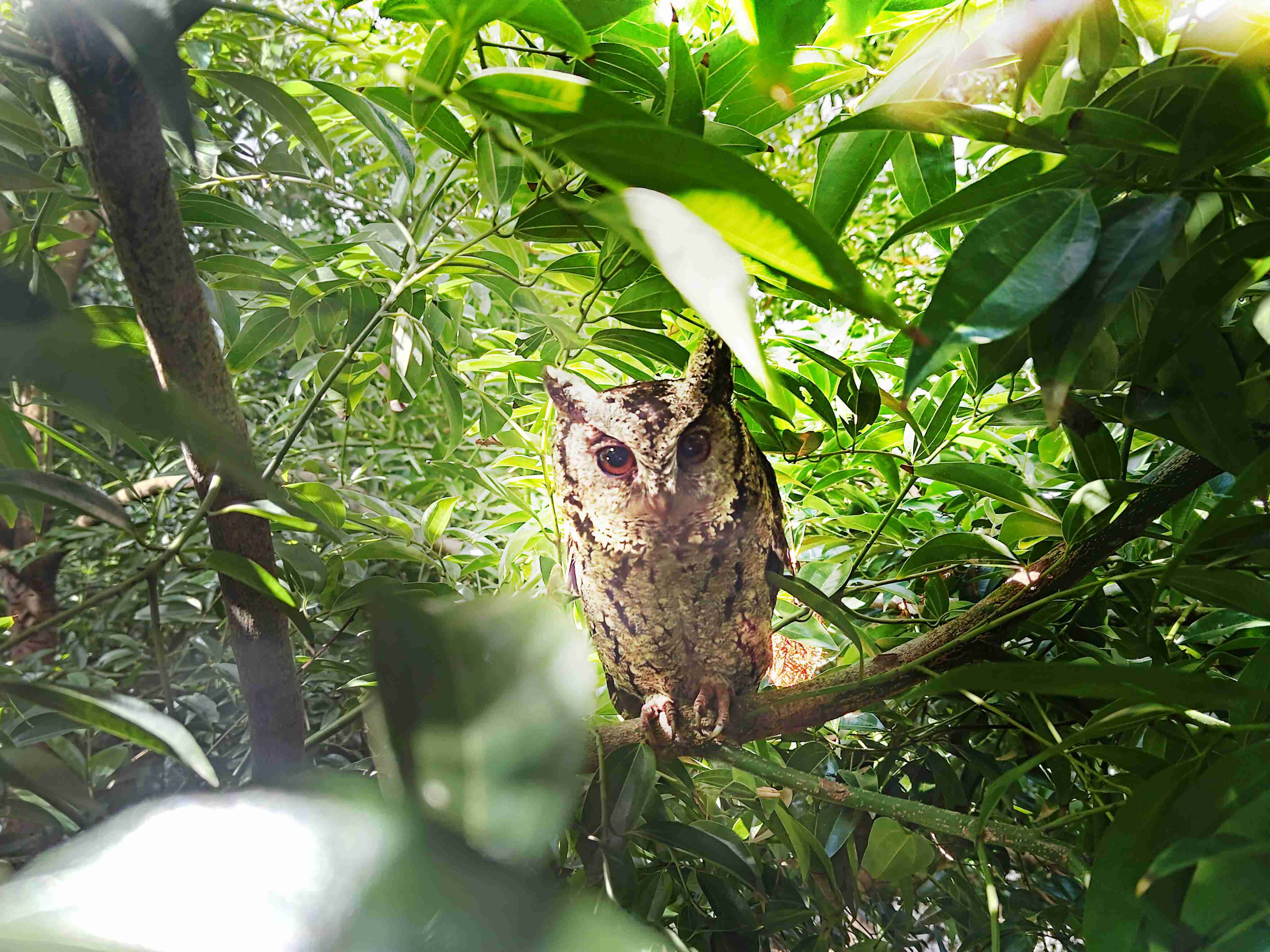 MG电玩致力提倡净零绿生活，，16年以来在全球各厂区植树逾百万棵，，，造就各厂区树木蔚然成林，，犹如森林工厂，，，，成为许多生物的栖息地